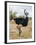 Kenya, Taita-Taveta County, Tsavo East National Park. a Male Somali Ostrich.-Nigel Pavitt-Framed Photographic Print