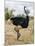Kenya, Taita-Taveta County, Tsavo East National Park. a Male Somali Ostrich.-Nigel Pavitt-Mounted Photographic Print