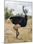 Kenya, Taita-Taveta County, Tsavo East National Park. a Male Somali Ostrich.-Nigel Pavitt-Mounted Photographic Print