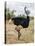 Kenya, Taita-Taveta County, Tsavo East National Park. a Male Somali Ostrich.-Nigel Pavitt-Stretched Canvas