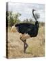 Kenya, Taita-Taveta County, Tsavo East National Park. a Male Somali Ostrich.-Nigel Pavitt-Stretched Canvas