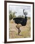 Kenya, Taita-Taveta County, Tsavo East National Park. a Male Somali Ostrich.-Nigel Pavitt-Framed Photographic Print