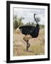 Kenya, Taita-Taveta County, Tsavo East National Park. a Male Somali Ostrich.-Nigel Pavitt-Framed Photographic Print