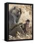 Kenya, Taita-Taveta County, Tsavo East National Park. an Olive Baboon with Her Baby.-Nigel Pavitt-Framed Stretched Canvas