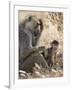 Kenya, Taita-Taveta County, Tsavo East National Park. an Olive Baboon with Her Baby.-Nigel Pavitt-Framed Photographic Print