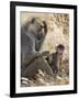 Kenya, Taita-Taveta County, Tsavo East National Park. an Olive Baboon with Her Baby.-Nigel Pavitt-Framed Photographic Print