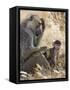 Kenya, Taita-Taveta County, Tsavo East National Park. an Olive Baboon with Her Baby.-Nigel Pavitt-Framed Stretched Canvas