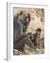 Kenya, Taita-Taveta County, Tsavo East National Park. an Olive Baboon with Her Baby.-Nigel Pavitt-Framed Photographic Print