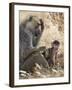 Kenya, Taita-Taveta County, Tsavo East National Park. an Olive Baboon with Her Baby.-Nigel Pavitt-Framed Photographic Print