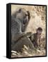 Kenya, Taita-Taveta County, Tsavo East National Park. an Olive Baboon with Her Baby.-Nigel Pavitt-Framed Stretched Canvas