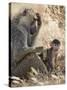 Kenya, Taita-Taveta County, Tsavo East National Park. an Olive Baboon with Her Baby.-Nigel Pavitt-Stretched Canvas