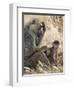 Kenya, Taita-Taveta County, Tsavo East National Park. an Olive Baboon with Her Baby.-Nigel Pavitt-Framed Photographic Print