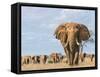 Kenya, Taita-Taveta County-Nigel Pavitt-Framed Stretched Canvas