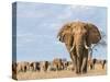 Kenya, Taita-Taveta County-Nigel Pavitt-Stretched Canvas