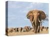 Kenya, Taita-Taveta County-Nigel Pavitt-Stretched Canvas