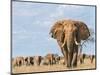 Kenya, Taita-Taveta County-Nigel Pavitt-Mounted Photographic Print