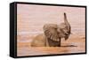 Kenya, Taita-Taveta County-Nigel Pavitt-Framed Stretched Canvas