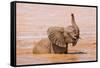 Kenya, Taita-Taveta County-Nigel Pavitt-Framed Stretched Canvas