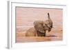 Kenya, Taita-Taveta County-Nigel Pavitt-Framed Photographic Print