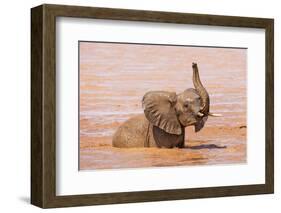 Kenya, Taita-Taveta County-Nigel Pavitt-Framed Photographic Print