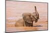 Kenya, Taita-Taveta County-Nigel Pavitt-Mounted Photographic Print