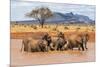 Kenya, Taita-Taveta County-Nigel Pavitt-Mounted Photographic Print