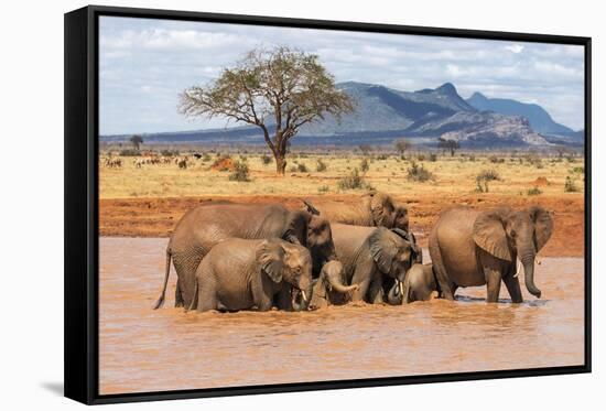 Kenya, Taita-Taveta County-Nigel Pavitt-Framed Stretched Canvas