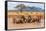 Kenya, Taita-Taveta County-Nigel Pavitt-Framed Stretched Canvas