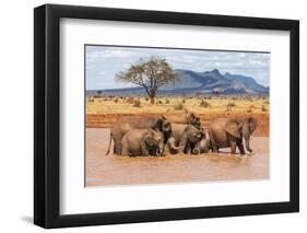 Kenya, Taita-Taveta County-Nigel Pavitt-Framed Premium Photographic Print