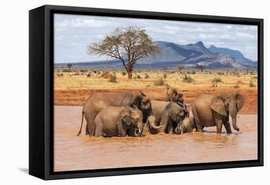 Kenya, Taita-Taveta County-Nigel Pavitt-Framed Stretched Canvas