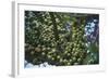 Kenya, Tsavo National Park-null-Framed Giclee Print