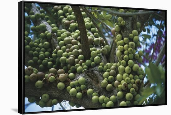 Kenya, Tsavo National Park-null-Framed Stretched Canvas