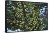 Kenya, Tsavo National Park-null-Framed Stretched Canvas