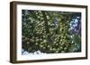 Kenya, Tsavo National Park-null-Framed Giclee Print