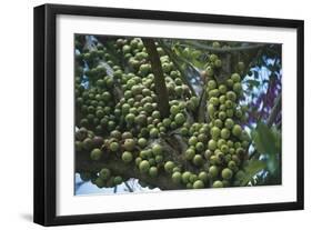 Kenya, Tsavo National Park-null-Framed Giclee Print