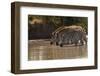 Kenya, Zebra, trio, drinking-George Theodore-Framed Premium Photographic Print