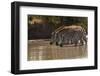 Kenya, Zebra, trio, drinking-George Theodore-Framed Premium Photographic Print