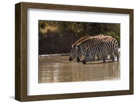 Kenya, Zebra, trio, drinking-George Theodore-Framed Photographic Print