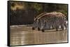 Kenya, Zebra, trio, drinking-George Theodore-Framed Stretched Canvas