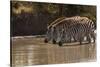 Kenya, Zebra, trio, drinking-George Theodore-Stretched Canvas