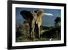 Kenyan Elephant-Jean-Michel Labat-Framed Art Print
