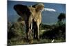 Kenyan Elephant-Jean-Michel Labat-Mounted Art Print