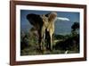 Kenyan Elephant-Jean-Michel Labat-Framed Art Print