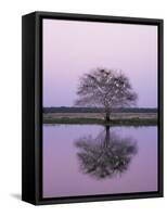 Keoladeo Ghana Np, Bharatpur, Rajasthan, India, with Egrets Roosting in Tree-Jean-pierre Zwaenepoel-Framed Stretched Canvas