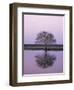 Keoladeo Ghana Np, Bharatpur, Rajasthan, India, with Egrets Roosting in Tree-Jean-pierre Zwaenepoel-Framed Photographic Print