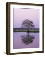 Keoladeo Ghana Np, Bharatpur, Rajasthan, India, with Egrets Roosting in Tree-Jean-pierre Zwaenepoel-Framed Photographic Print