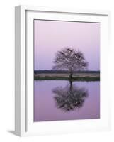 Keoladeo Ghana Np, Bharatpur, Rajasthan, India, with Egrets Roosting in Tree-Jean-pierre Zwaenepoel-Framed Photographic Print