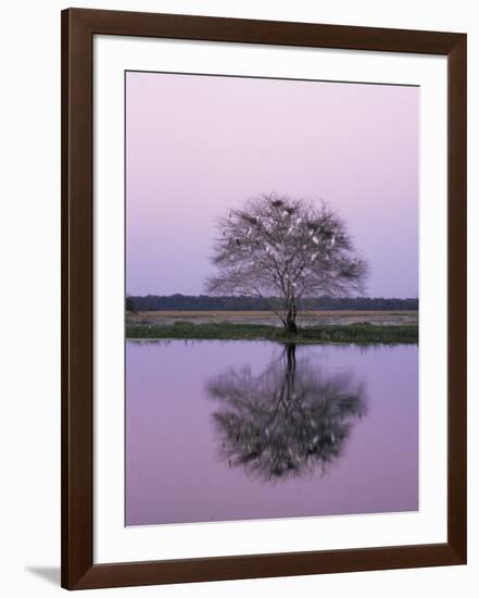 Keoladeo Ghana Np, Bharatpur, Rajasthan, India, with Egrets Roosting in Tree-Jean-pierre Zwaenepoel-Framed Photographic Print