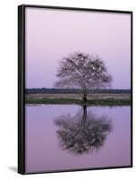 Keoladeo Ghana Np, Bharatpur, Rajasthan, India, with Egrets Roosting in Tree-Jean-pierre Zwaenepoel-Framed Photographic Print