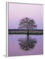 Keoladeo Ghana Np, Bharatpur, Rajasthan, India, with Egrets Roosting in Tree-Jean-pierre Zwaenepoel-Framed Photographic Print